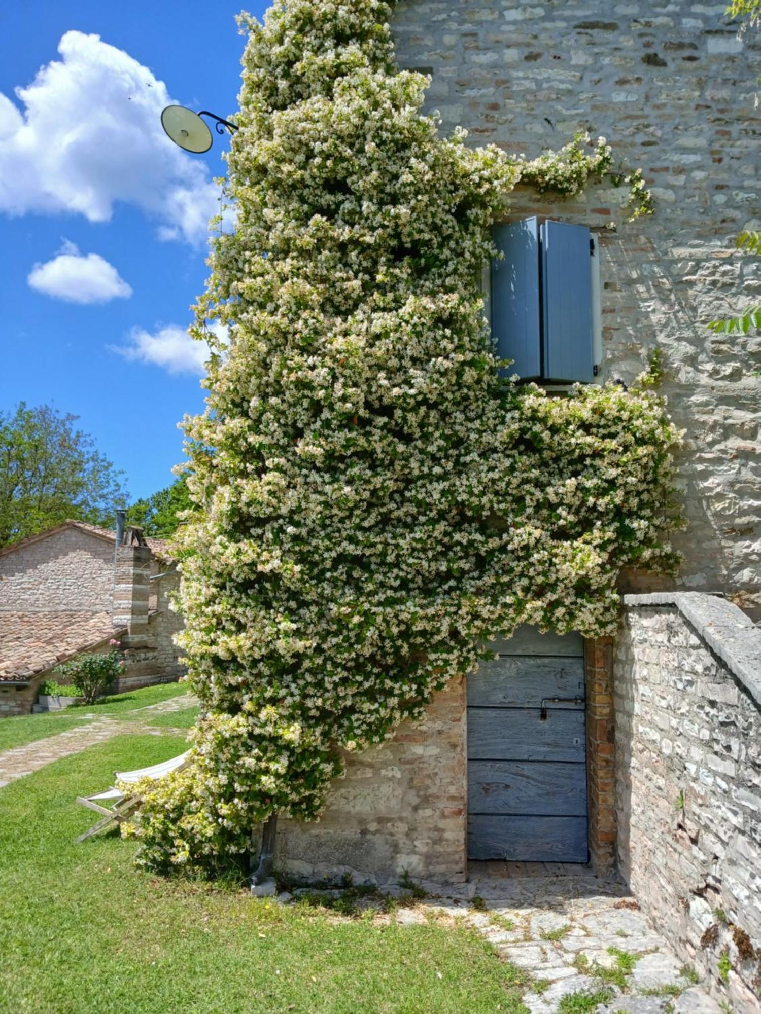 Agriturismo Del Frontino - Lo Studio Acqualagna Exterior photo